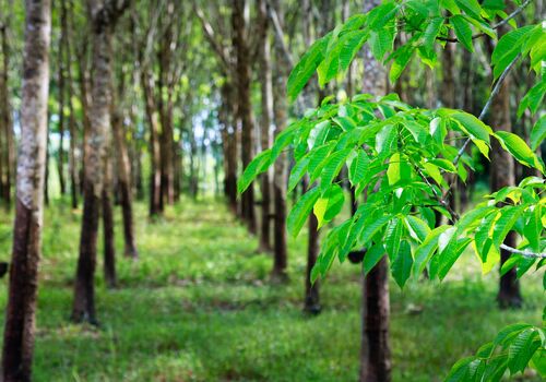 AdobeStock_431470694